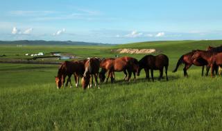 内蒙古大草原旅游