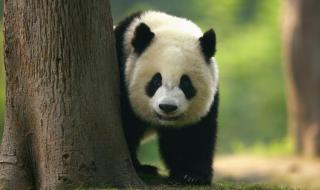 中国大熊猫数量