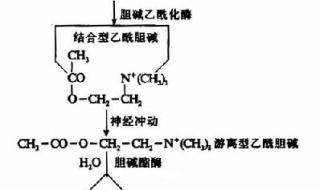 乙酰胆碱结构式
