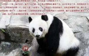 熊猫能活多少岁 大熊猫寿命一般是多少岁