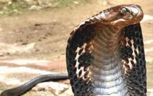 世界上最大的蟒蛇 世界第一巨蛇蟒蛇有多大