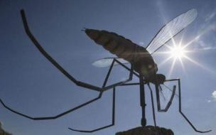 世界上最大的蚊子 世界上最高大的蚊子