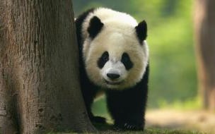 中国大熊猫数量 熊猫中国有多少只