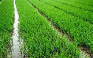 水稻病虫害防治 水稻全程病虫害防治方案